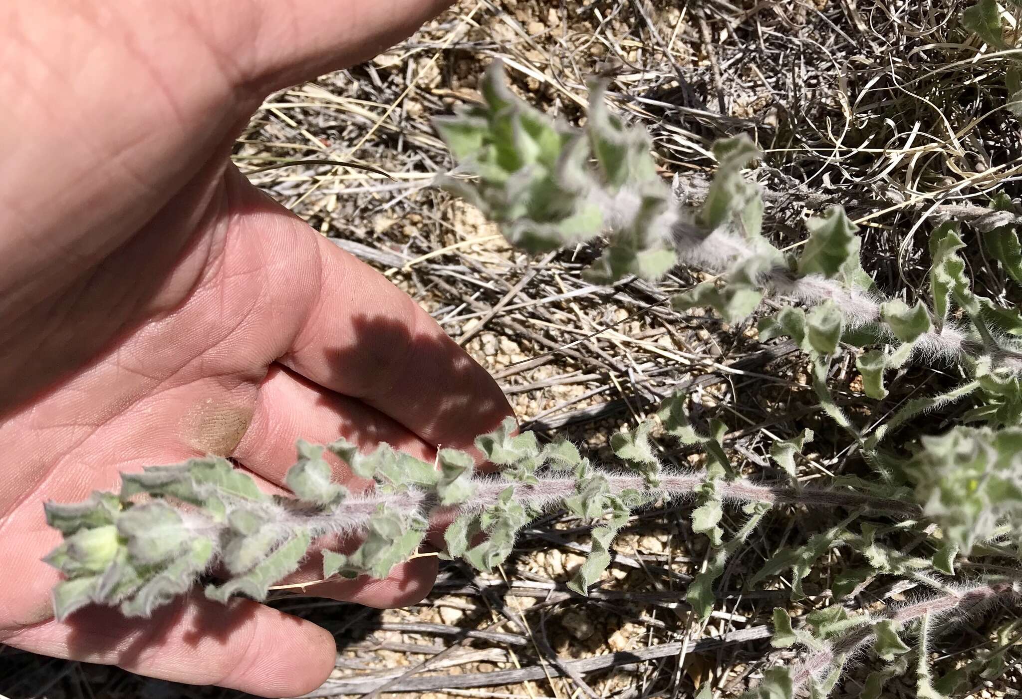 Image of rockyscree false goldenaster