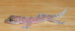 Image of Texas Banded Gecko