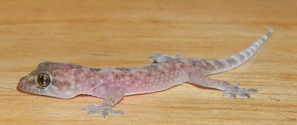 Image of Texas Banded Gecko