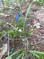 Image of birdbill dayflower