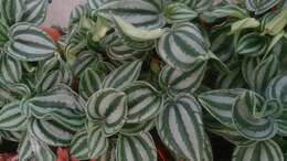 Image of Peperomia argyreia (Miq.) E. Morr.