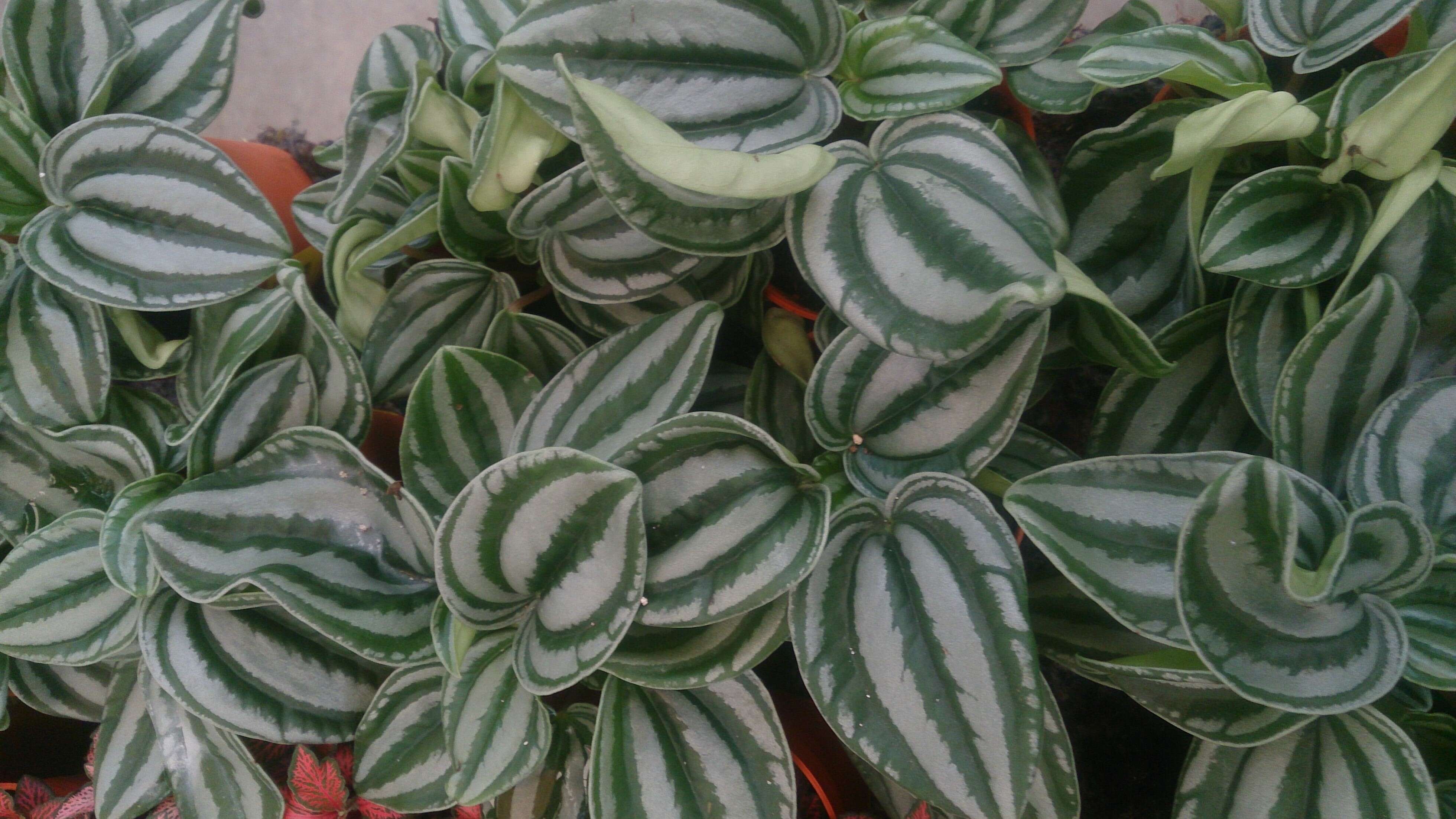 Image of Peperomia argyreia (Miq.) E. Morr.