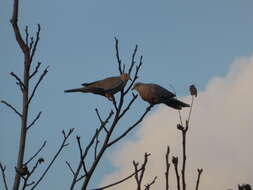 Image of Collared Dove