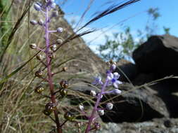 Image de Scilla haemorrhoidalis Webb & Berthel.