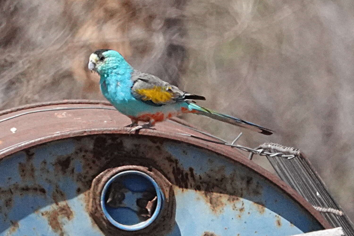 Image of Golden-shouldered Parrot