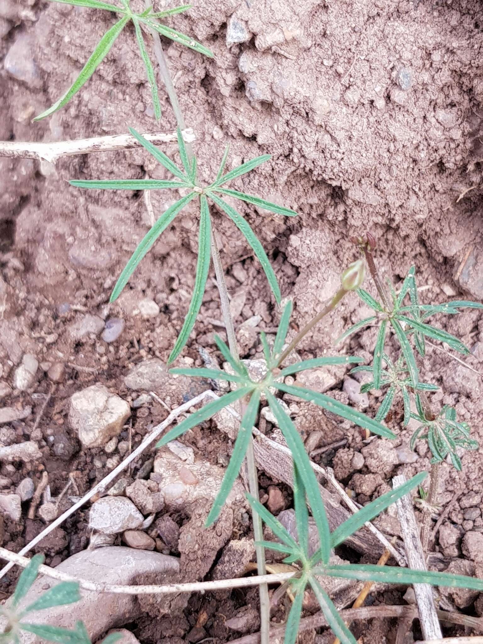 Imagem de Ipomoea ternifolia Cav.