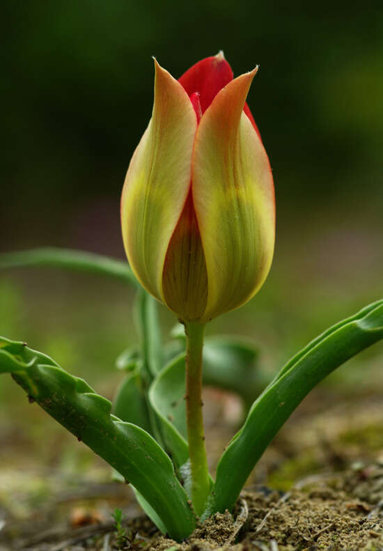 Image of Tulipa agenensis Redouté