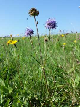 Image of Devil’s Bit Scabious