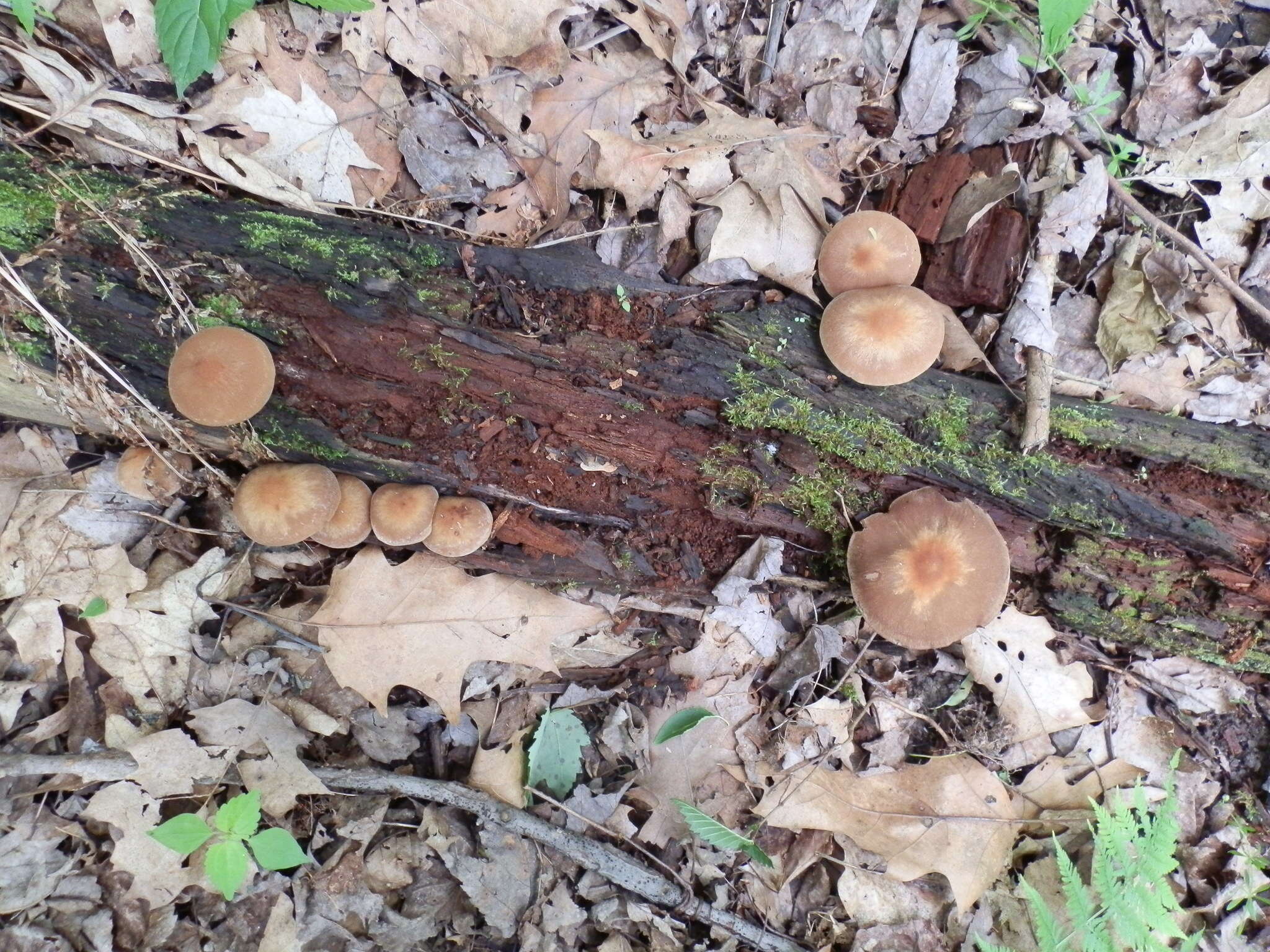 Image of Psathyrella spadiceogrisea (Schaeff.) Maire 1937