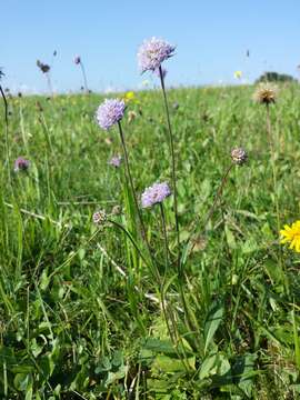 Image of Devil’s Bit Scabious