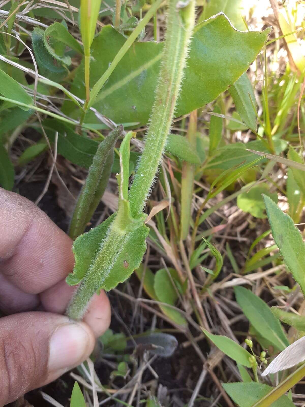 Imagem de Holocheilus brasiliensis (L.) Cabrera