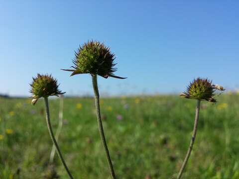 Image of Devil’s Bit Scabious