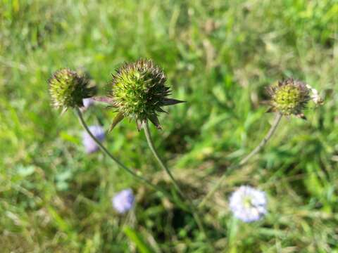 Image of Devil’s Bit Scabious