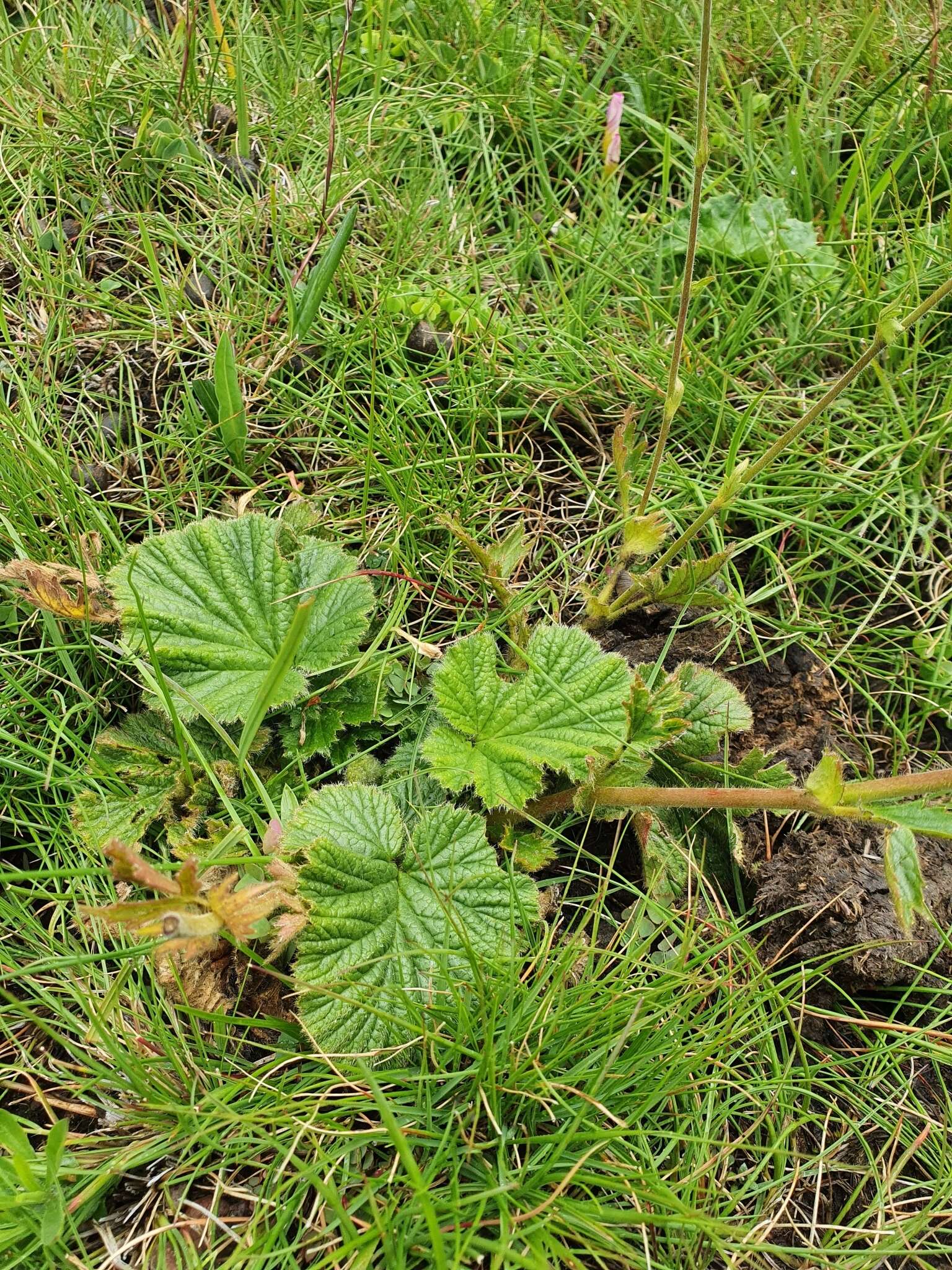 Image of Geum capense Thunb.