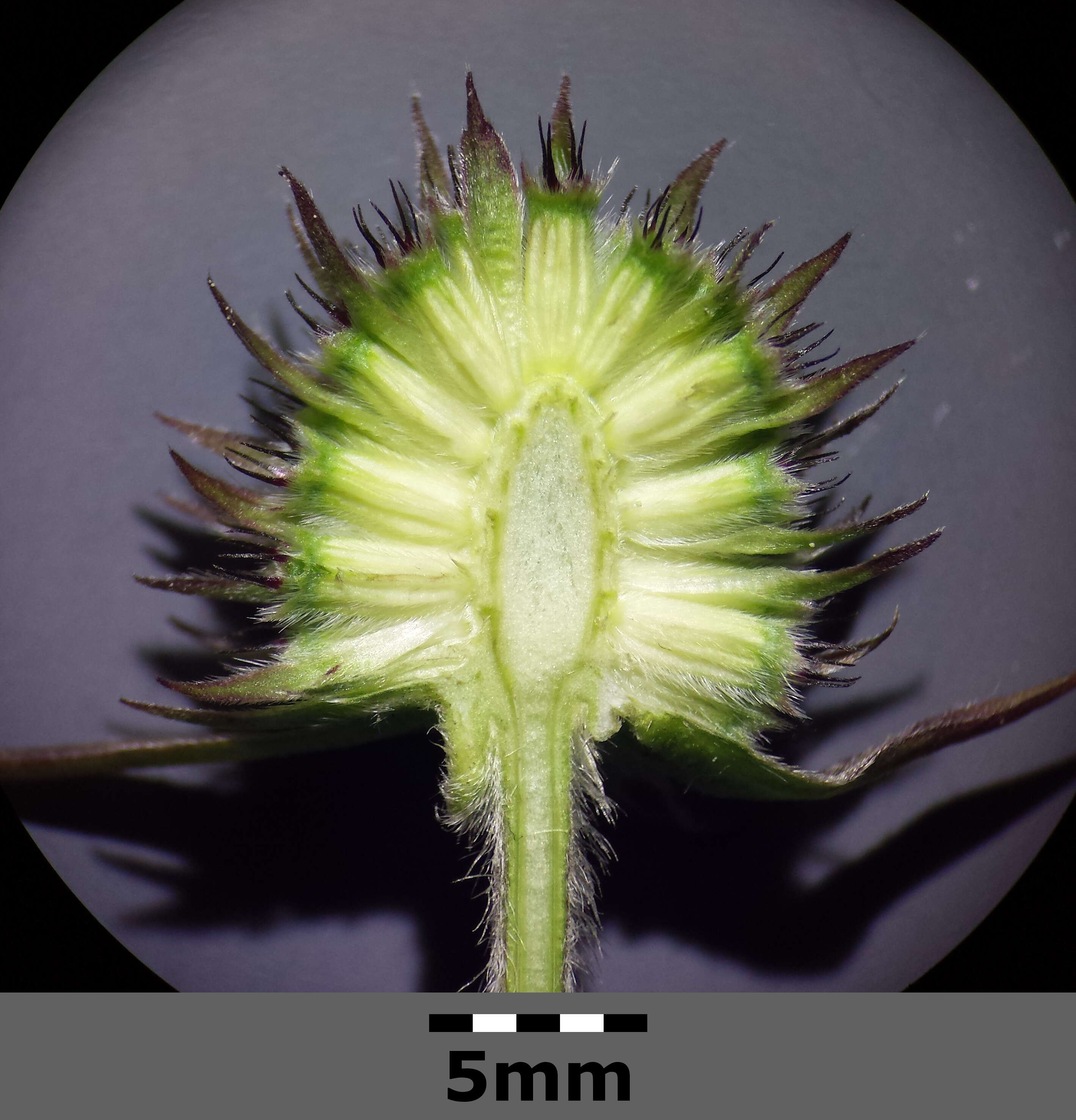 Image of Devil’s Bit Scabious