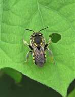 Image of Anthidium vigintiduopunctatum Friese 1904