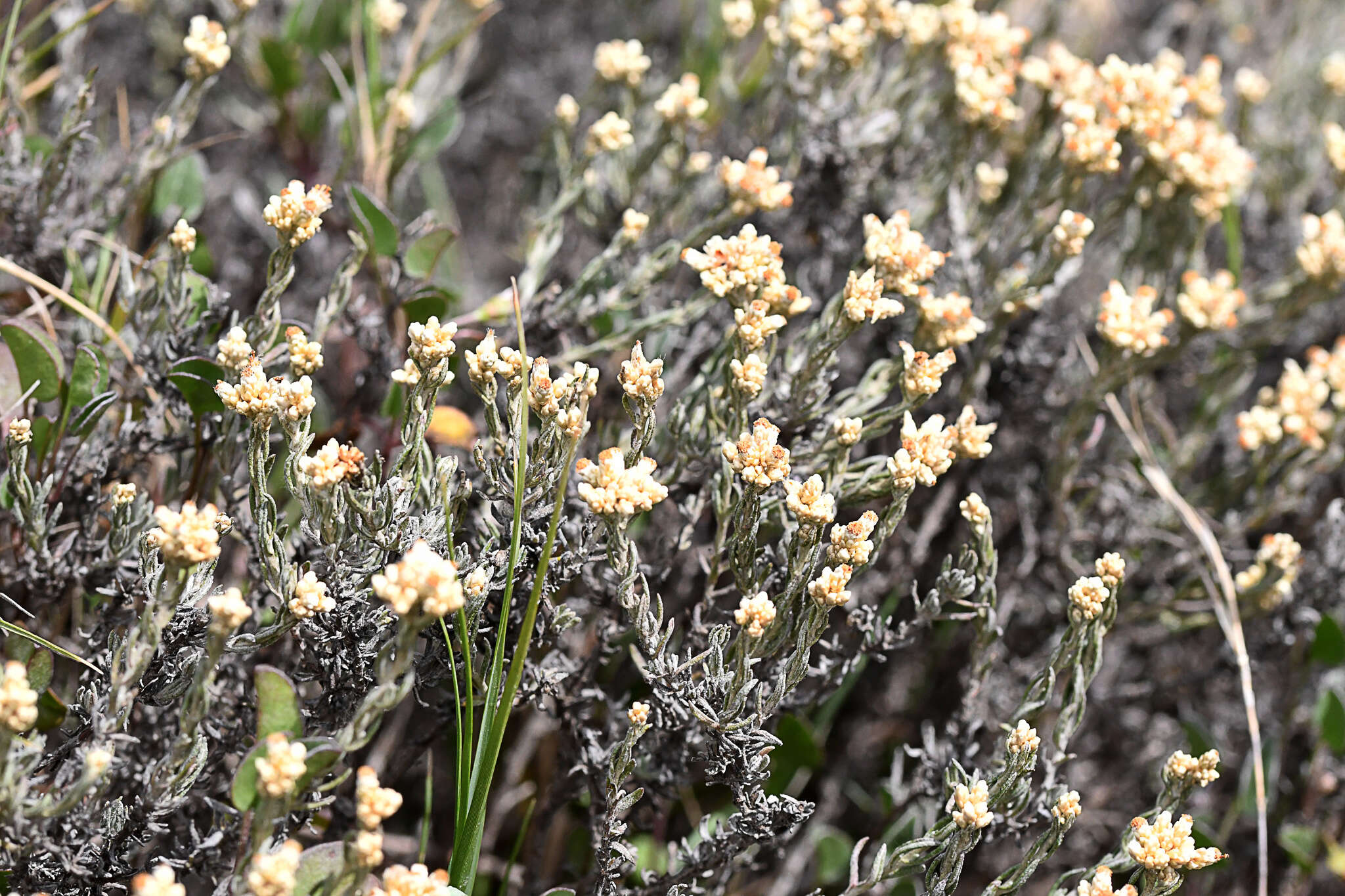 Image of Helichrysum rosum (Berg.) Less.