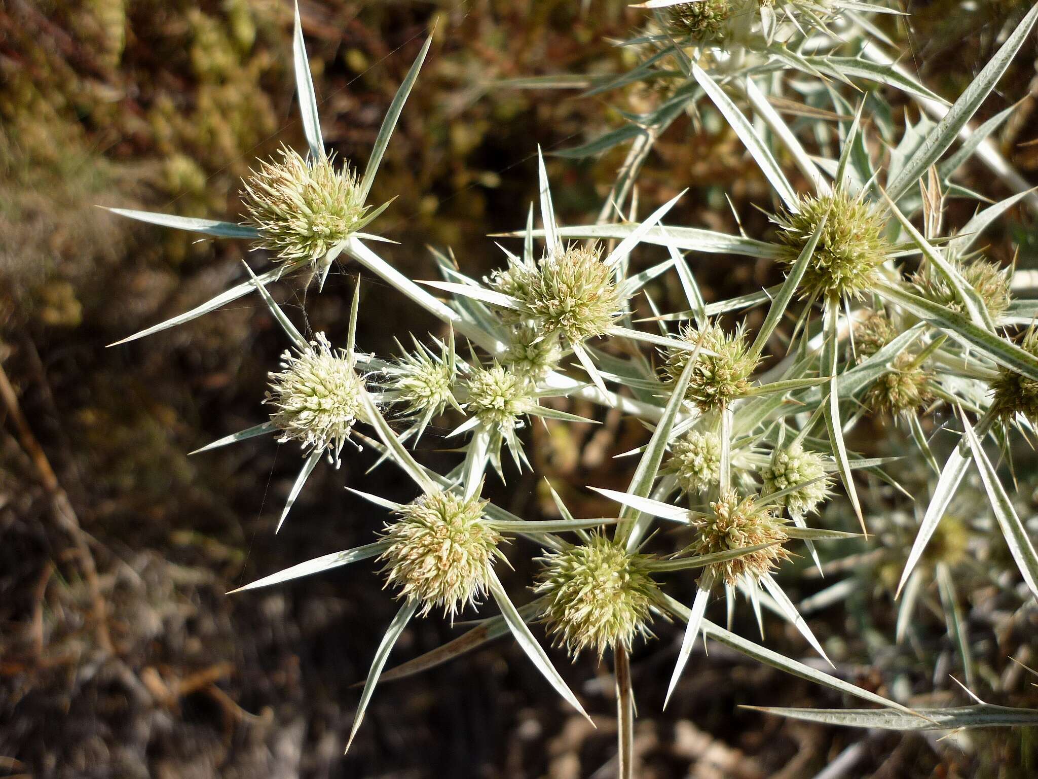 Image de chardon roulant