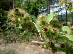 Image of common burdock