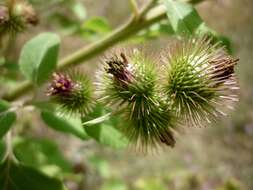 Image of common burdock