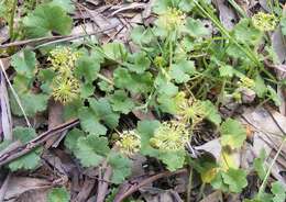 Image of Hydrocotyle laxiflora DC.