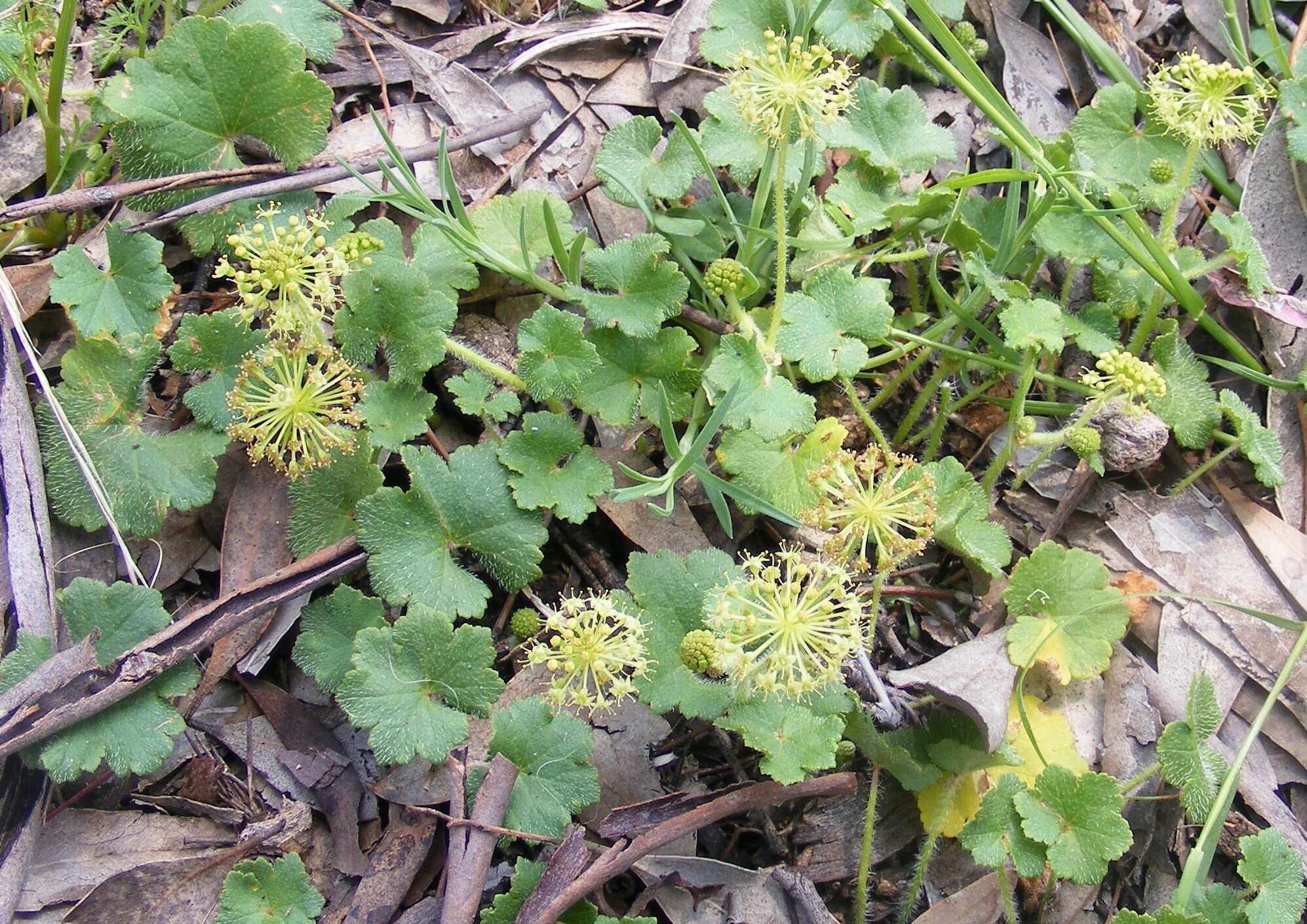 Image de Hydrocotyle laxiflora DC.