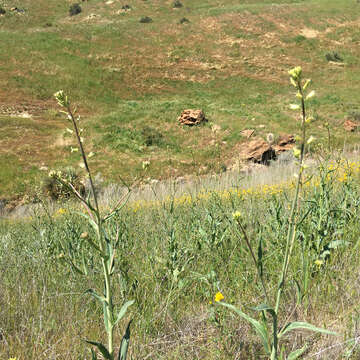 Image of yellow mustard