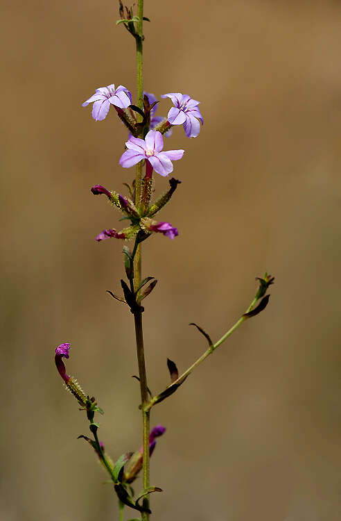 Image of Plumbago europaea L.