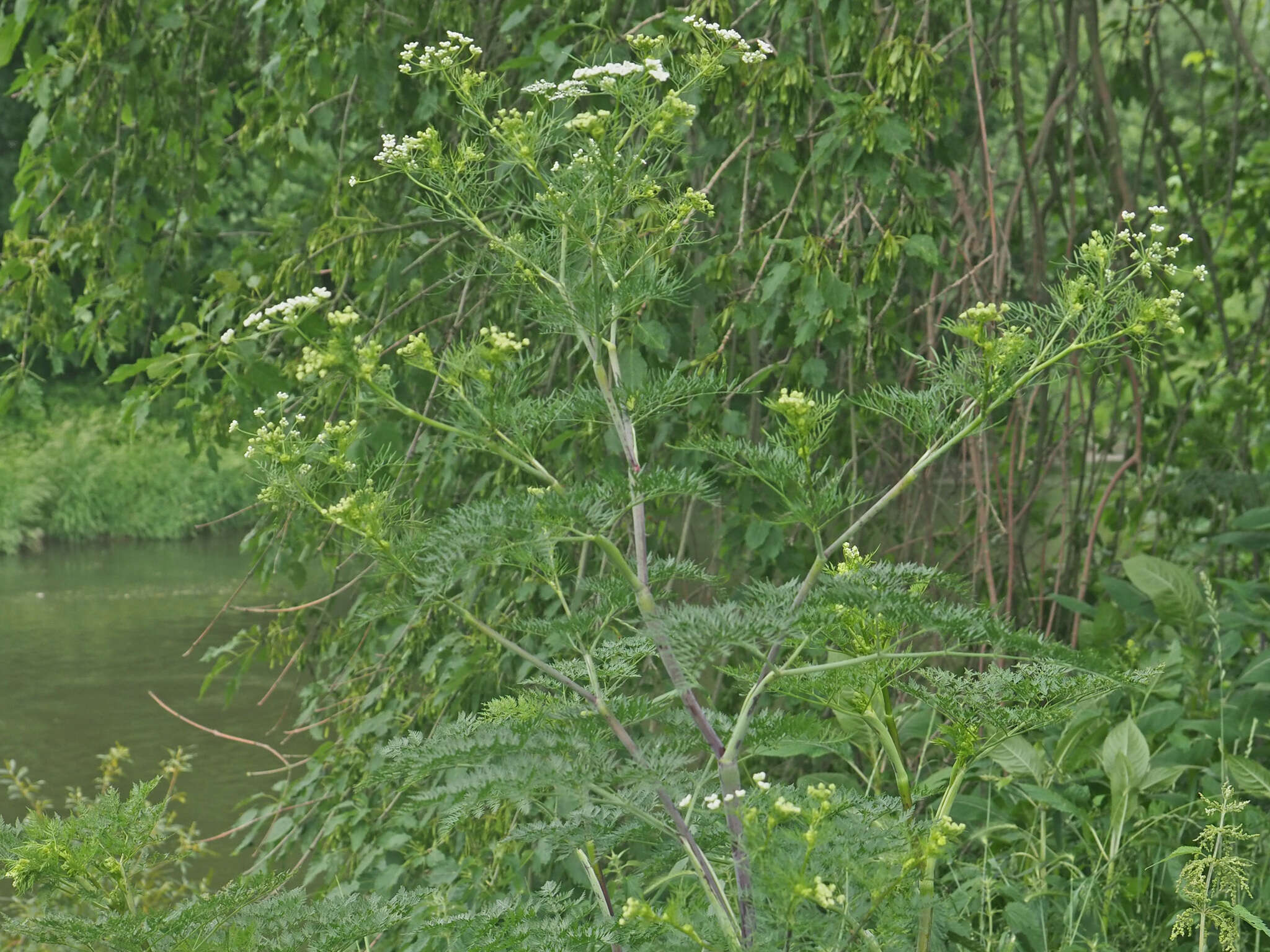 Image of bulbous chervil