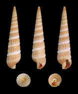 Image of <i>Terebra dislocata</i> (Say 1822)