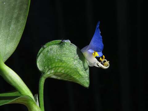 Image of Blousel Blommetjie