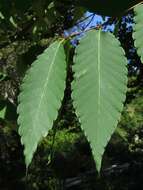 Imagem de Zelkova serrata (Thunb.) Makino