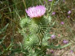 Image of Spear Thistle