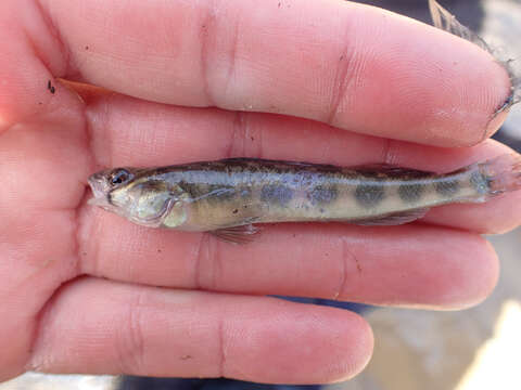 Image of Blackside Darter