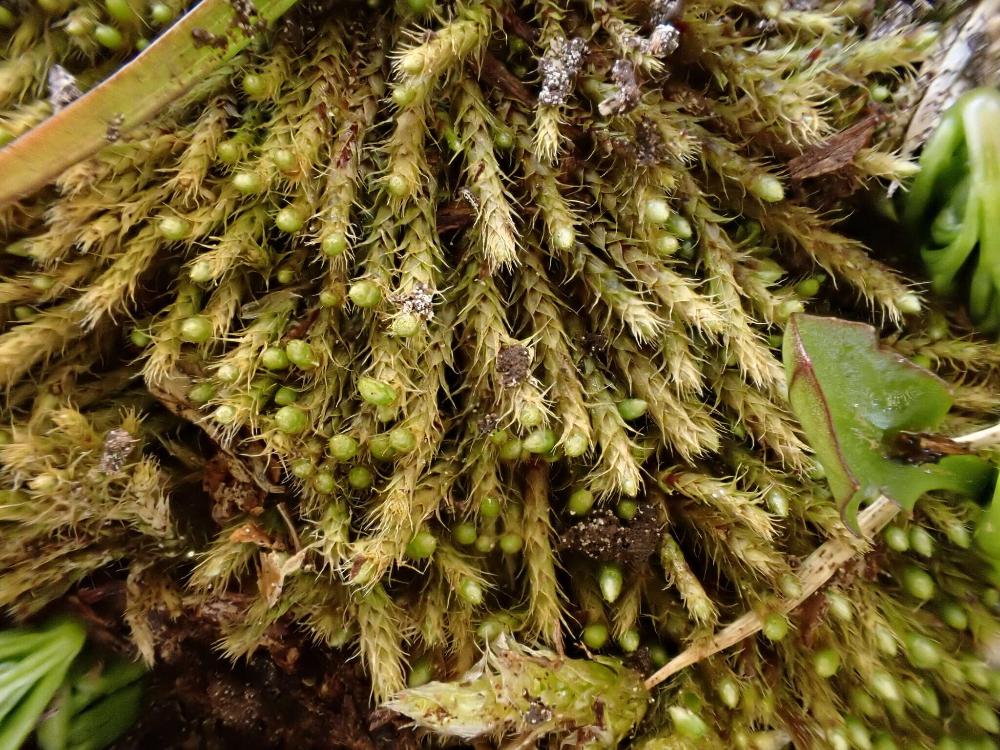Image of woolly apple-moss
