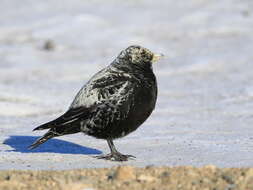 Image of Black Lark