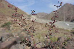 Euphorbia arabica Hochst. & Steud. ex T. Anderson resmi