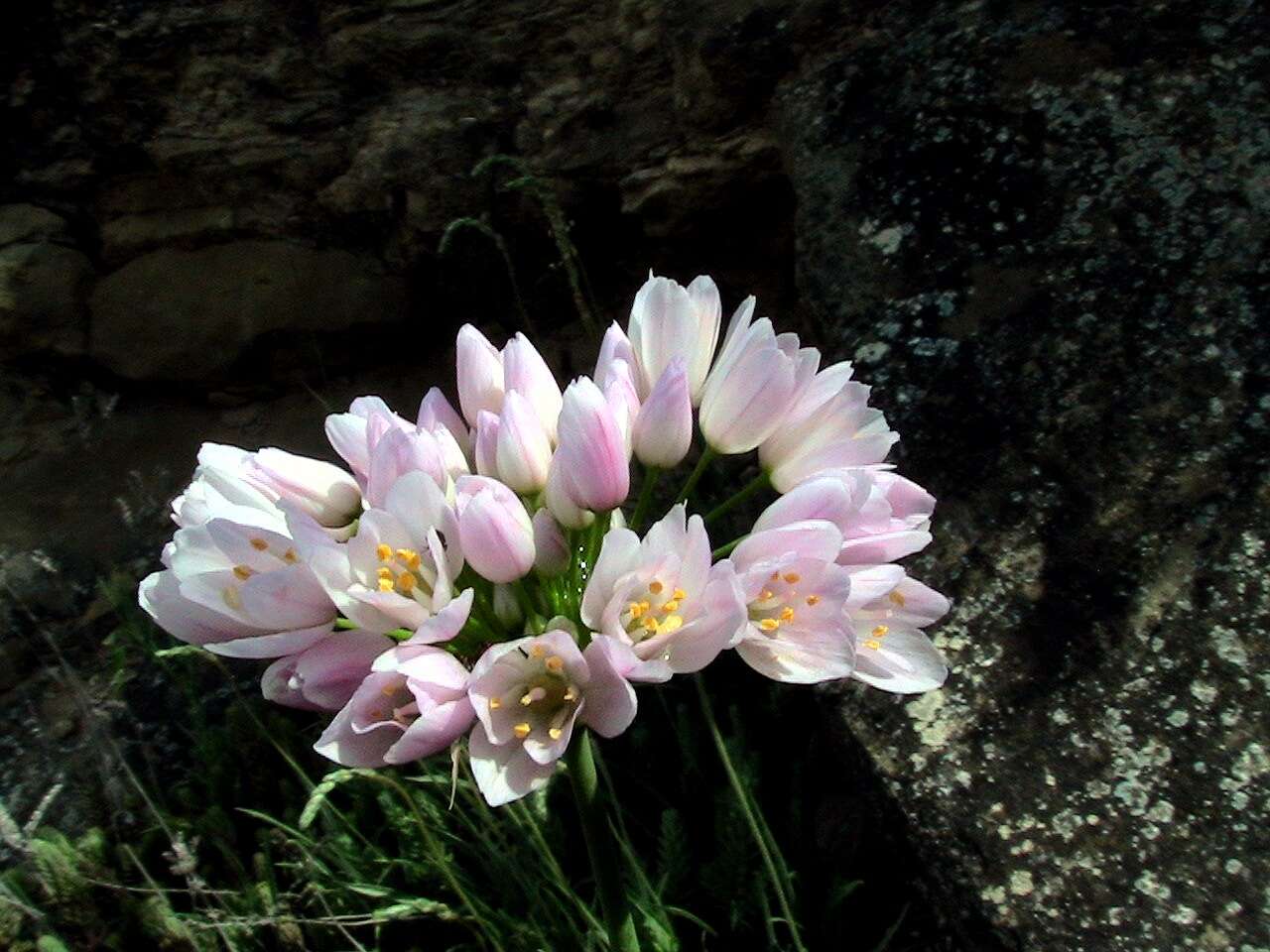 Image of Allium roseum L.