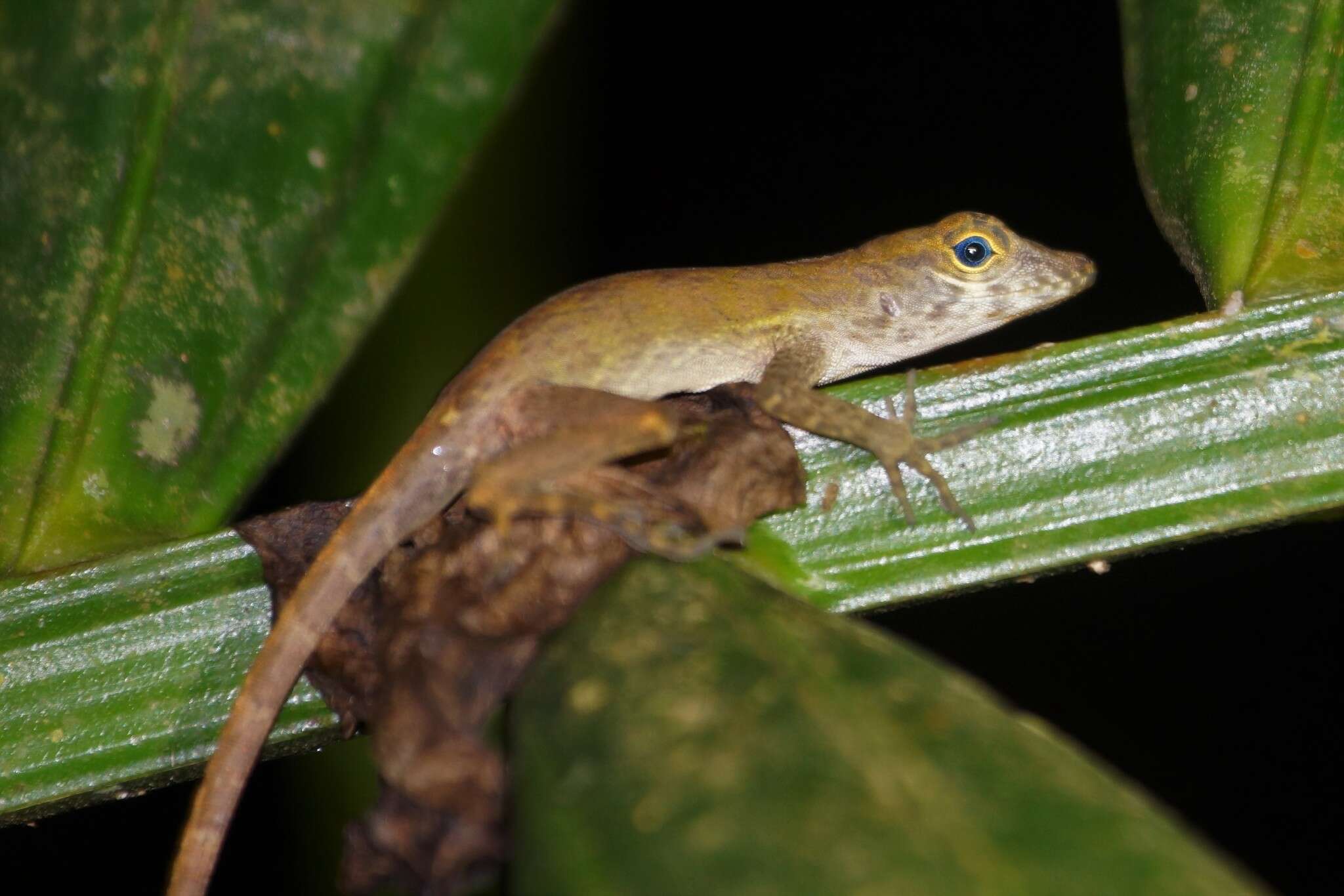 Imagem de Anolis gundlachi Peters 1877