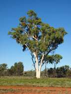 Image of Corymbia aparrerinja K. D. Hill & L. A. S. Johnson