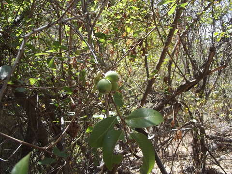 Слика од Sideroxylon occidentale (Hemsl.) T. D. Penn.