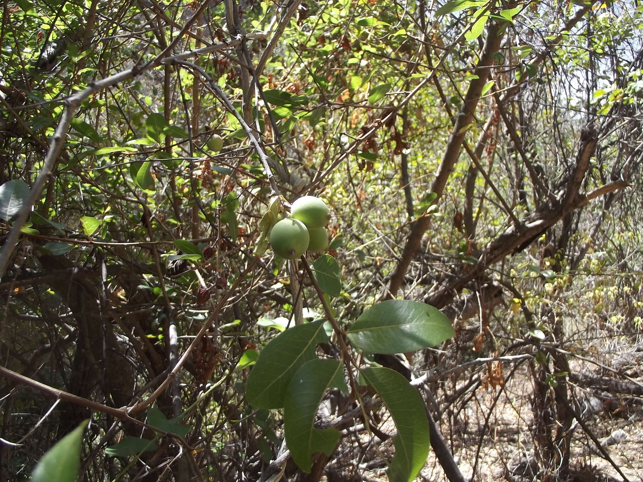 صورة Sideroxylon occidentale (Hemsl.) T. D. Penn.