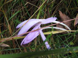 Image of Autumn crocus