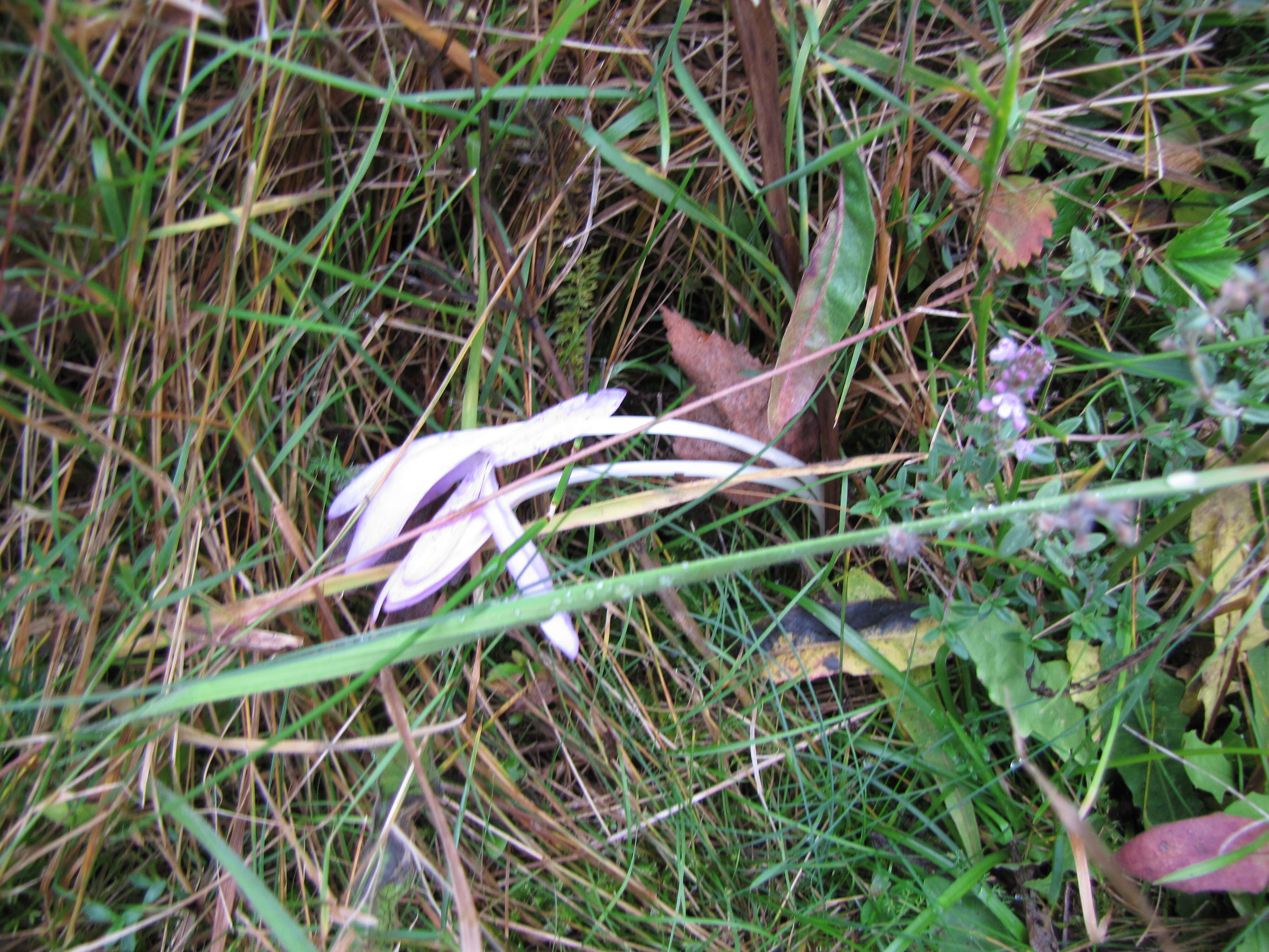 Image of Autumn crocus