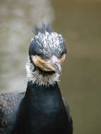 Image of Black Shag