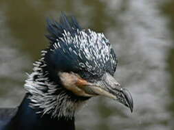 Image of Black Shag