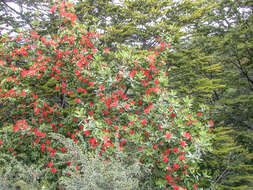 Imagem de Embothrium coccineum J. R. Forster & G. Forster