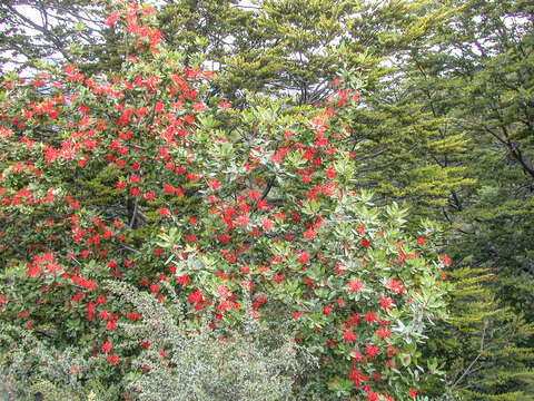 Слика од Embothrium coccineum J. R. Forster & G. Forster