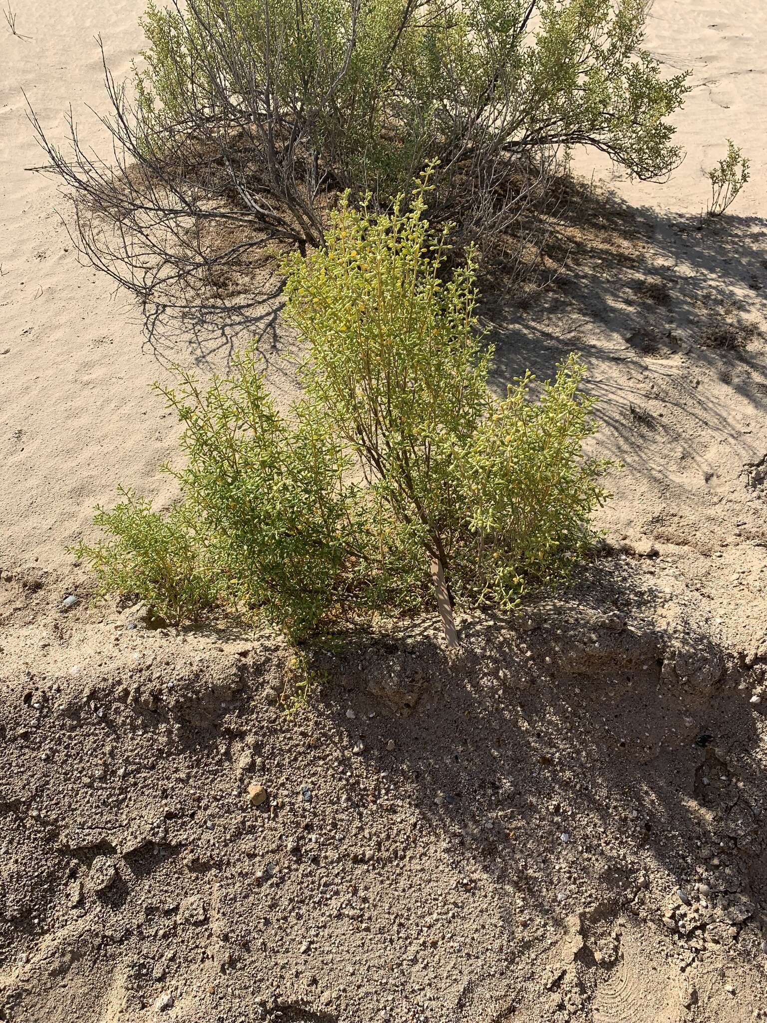 Sivun Tetraena hamiensis var. qatarensis (Hadidi) Alzahrani & Albokhari kuva