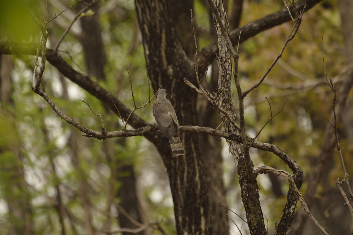 Image of Common Hawk Cuckoo